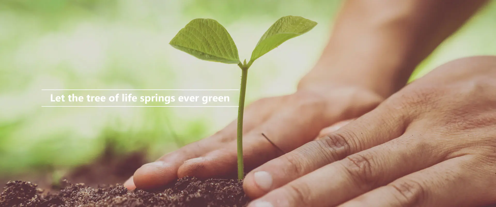 زندگی کے درخت کو چشموں کو کبھی سبز ہونے دیں